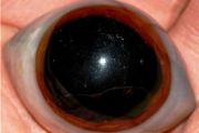 eyeofshiva.jpg