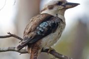 kookaburra.jpg